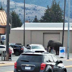 All eyes on elephant that escaped circus, wandered through Butte traffic