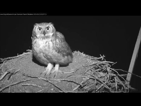 dunrovin osprey nest cam