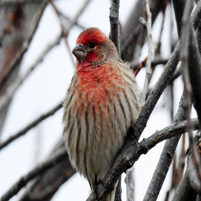 Montana Birding Keep Control Of Cats To Diminish Bird Predation