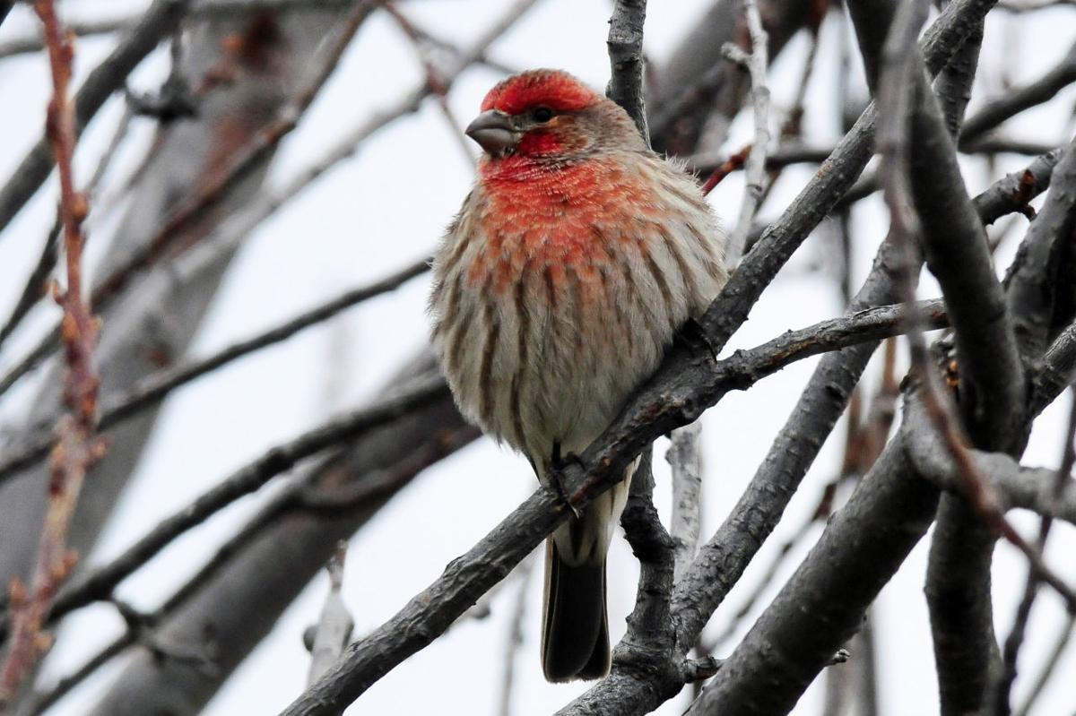 Montana Birding: Keep control of cats to diminish bird predation