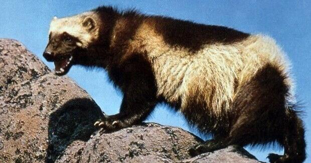Fish, Wildlife & Parks to sue over wolverines - Vimarsana News