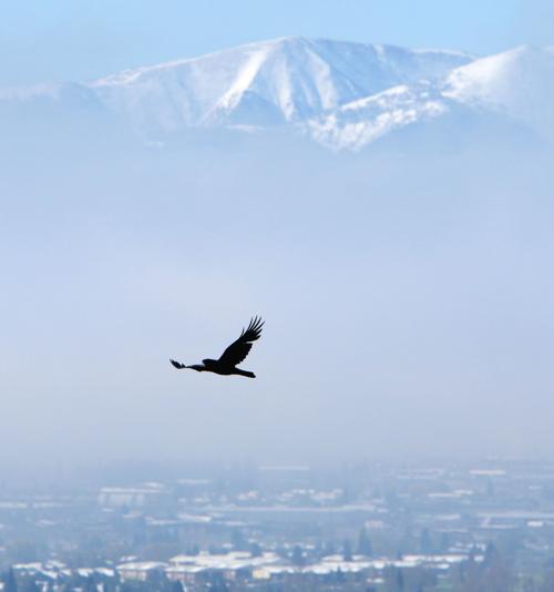 051116-Raven.JPG