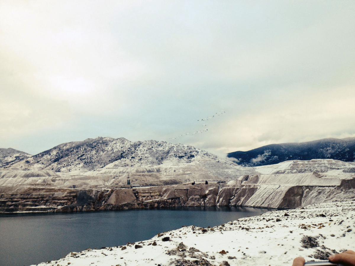 snow geese