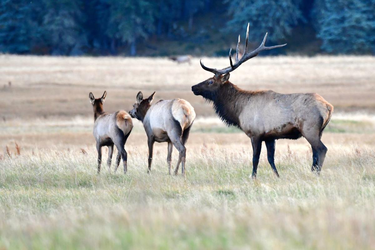 Plenty of hunting opportunities Elk and deer fared well during tough