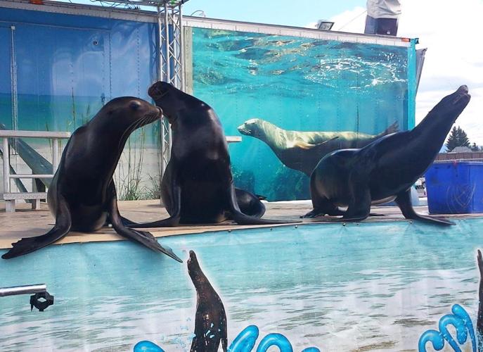 Sea Lion Splash returns to the New Mexico State Fair