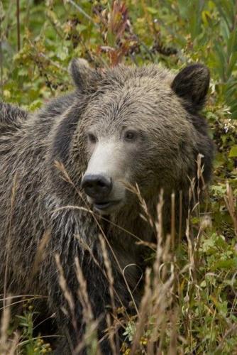 Miller Park Elementary School Ranger Bears Apparel Store