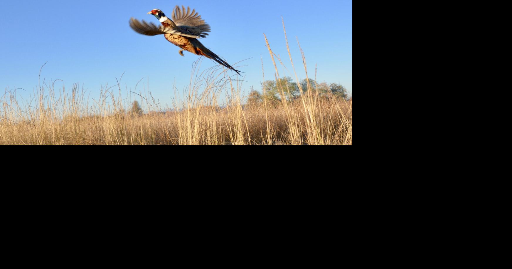 Critics of FWP's pen-raised pheasants program contend money could be better spent