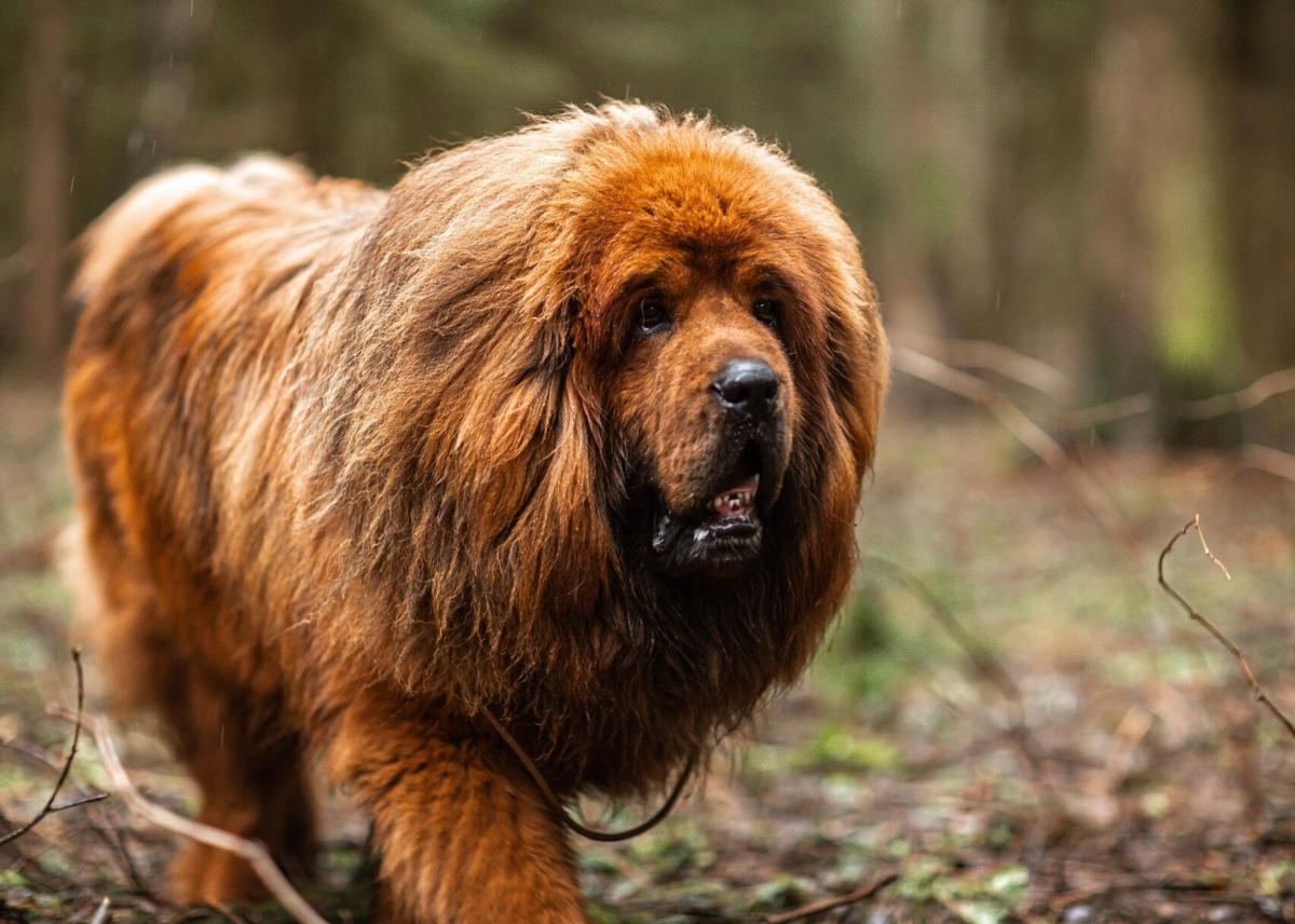 AKC Welcomes the Cane Corso, Icelandic Sheepdog and Leonberger – American  Kennel Club
