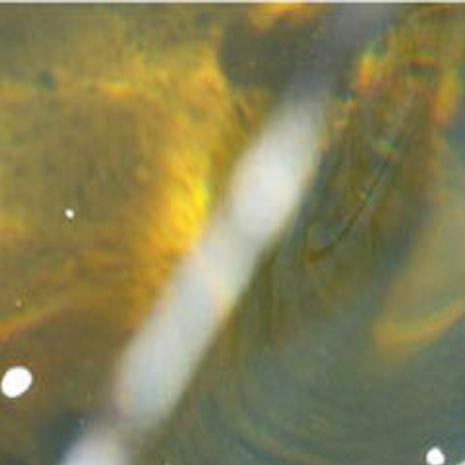 Biologist Record Brown Trout Population Contributes To Fungus Spread In Big Hole Local Mtstandard Com