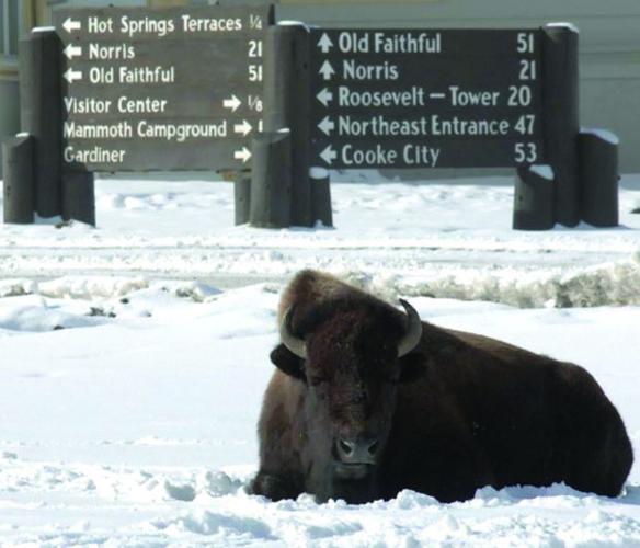Husky grazers: Yellowstone’s bison offer ample photo ops