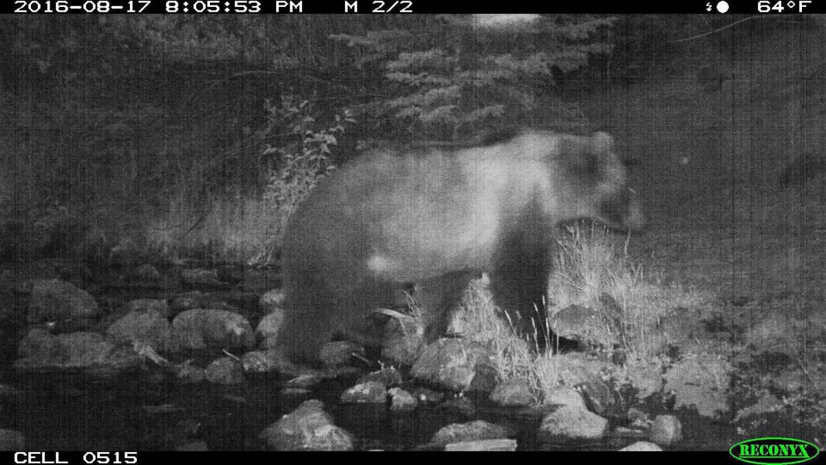 Grizzly in the Upper Big Hole