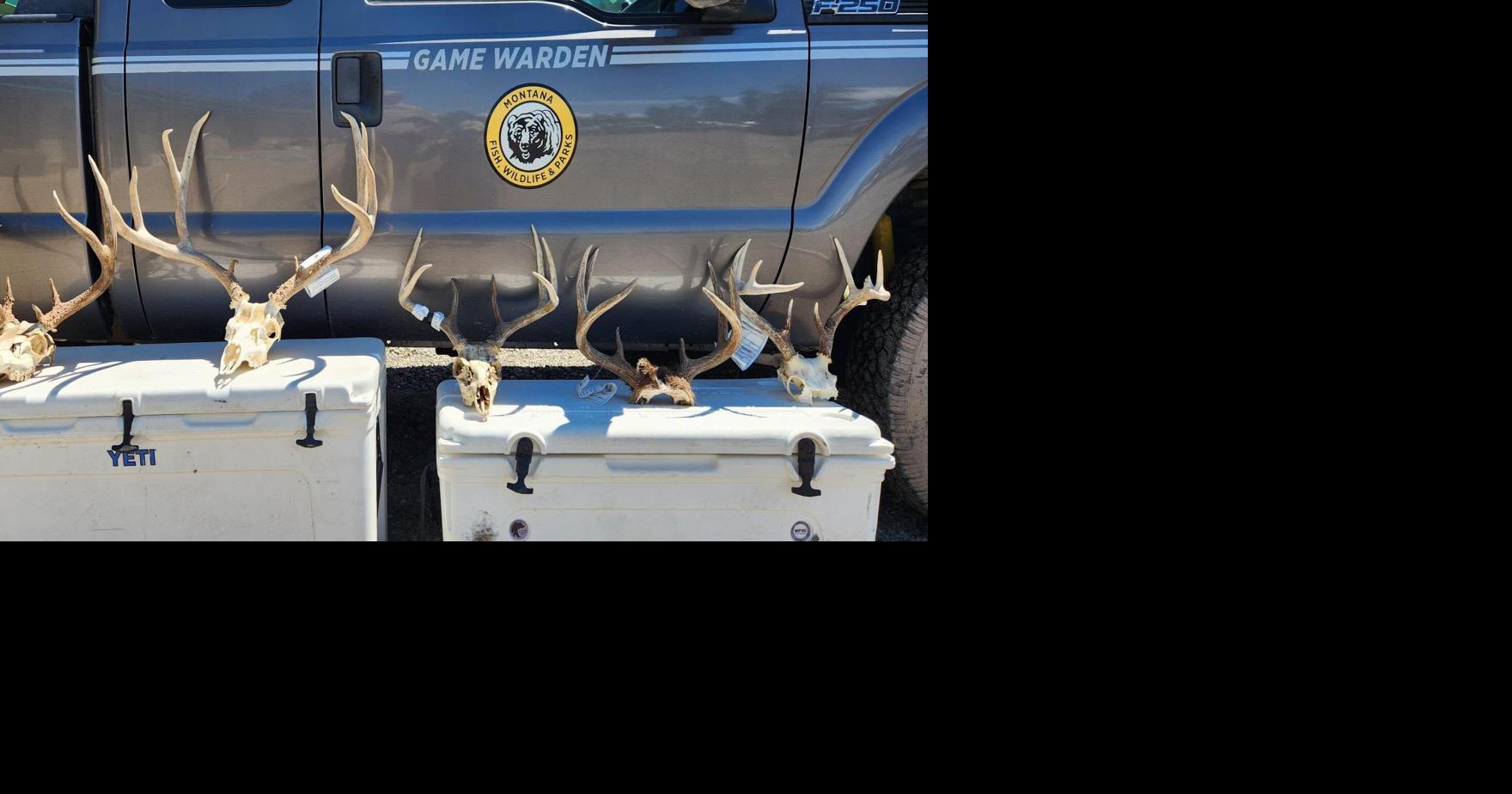 Two Montana men sentenced for poaching mule, white-tailed deer bucks across three counties