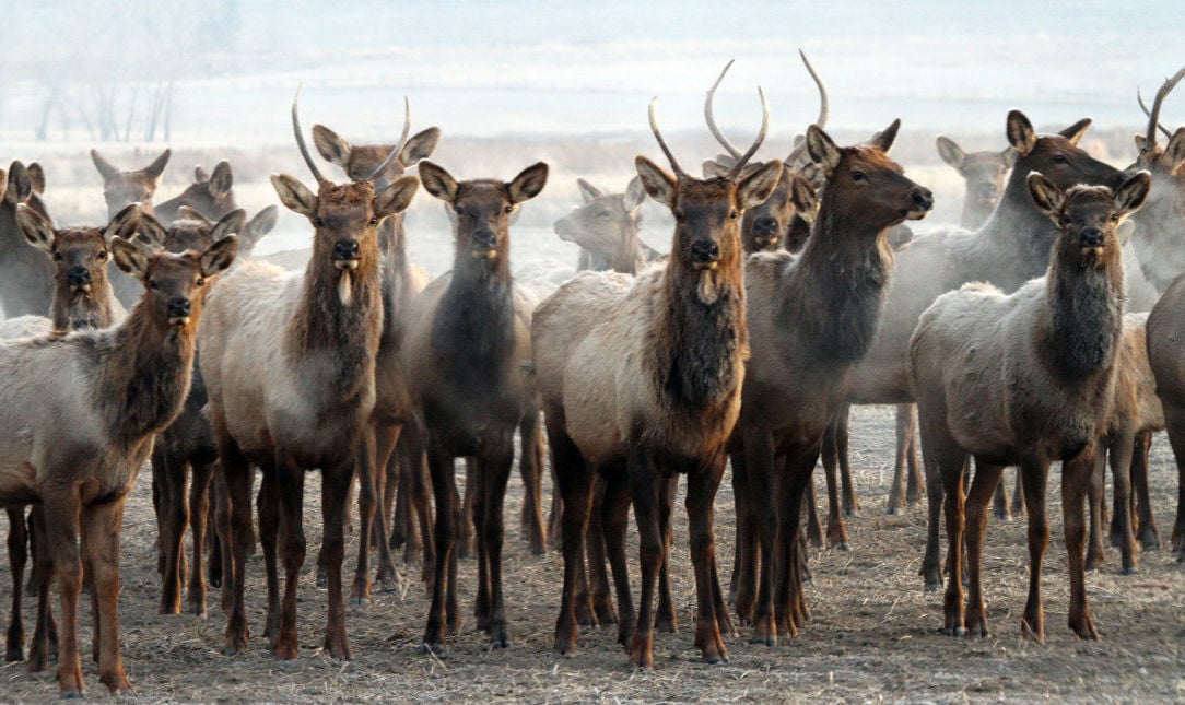 FWP considers elk shoulder seasons across Montana