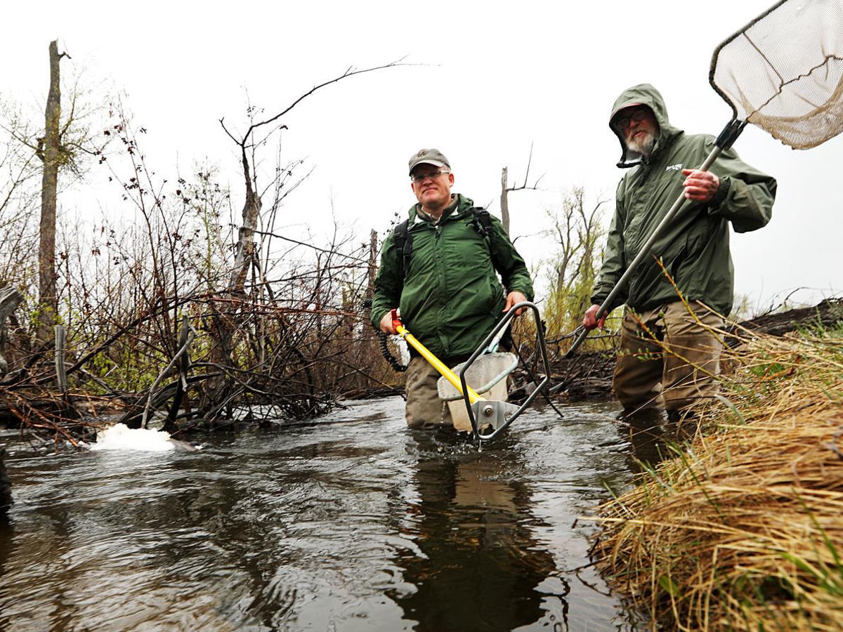 Comeback Tale Of The Westslope Cutthroat Trout A Fresh