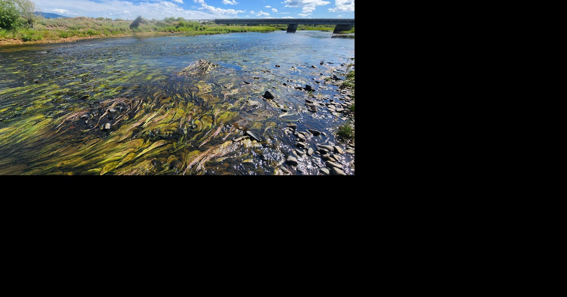 Early algal blooms on regional rivers tied to nutrients