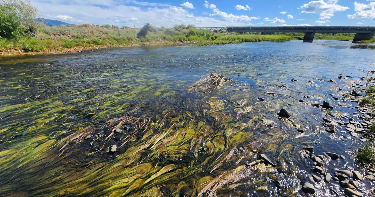 Early algal blooms on regional rivers tied to nutrients
