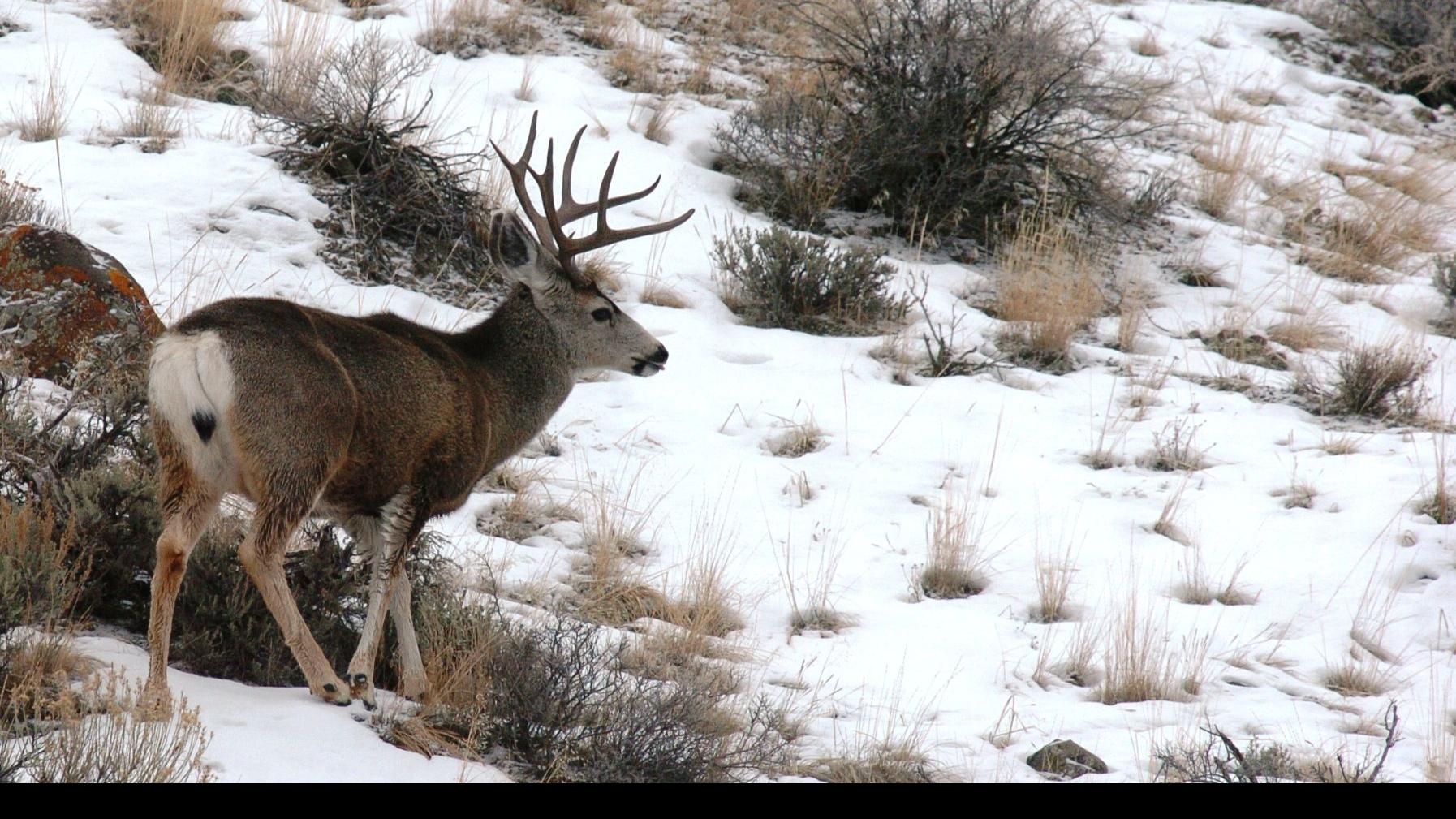 Commission Approves New Trophy Mule Deer District Near Libby Outdoors Mtstandard Com