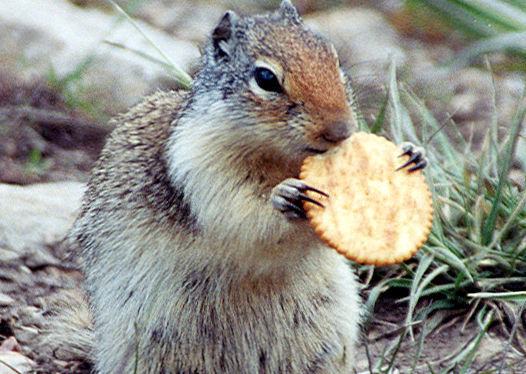 Image result for gopher