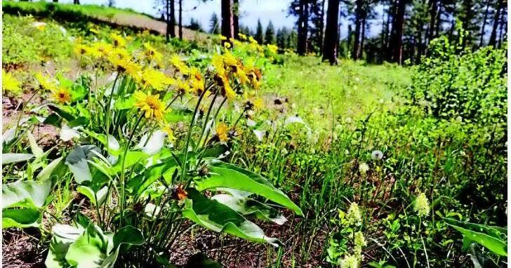 REDUCING WILDFIRE RISK