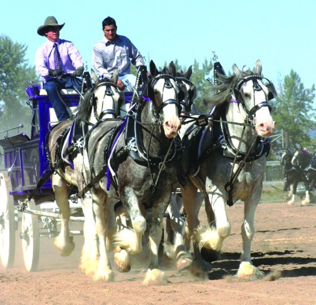 Big Sky Draft Horse Expo this weekend in Deer Lodge Local