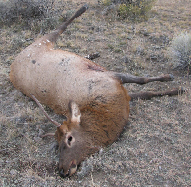 Three elk poached on ranch north of Whitehall Local