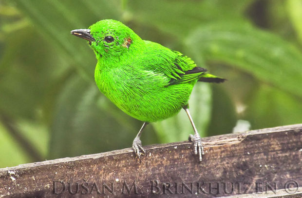 Birding Ecuador, Galapagos Islands