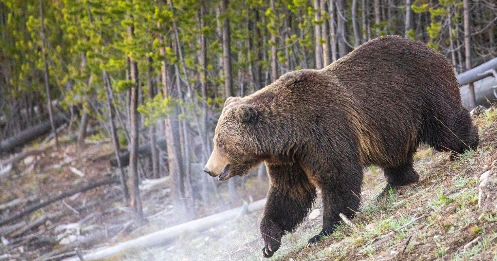 FWP concludes investigation into grizzly attack near Big Sky - Vimarsana News