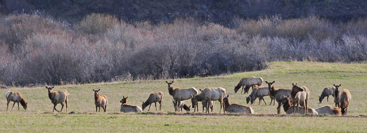 Elk shoulder seasons