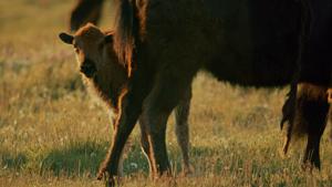 Narrated by Lily Gladstone, Blackfeet bison film to premiere at Big Sky Film Fest