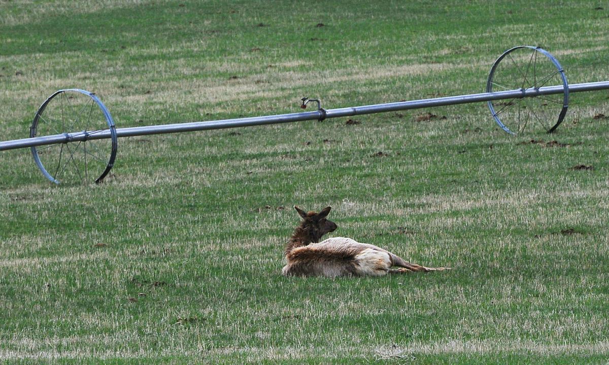 Elk