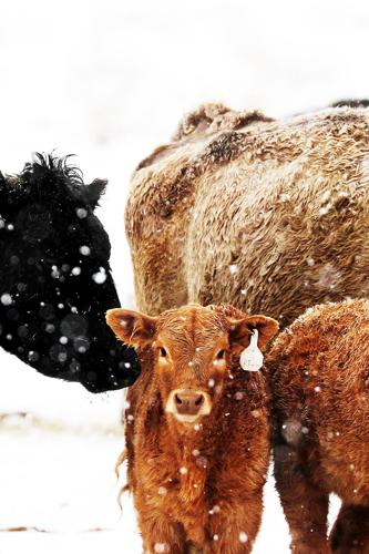 Ranch woes: Virus deals blows to Montana ranchers