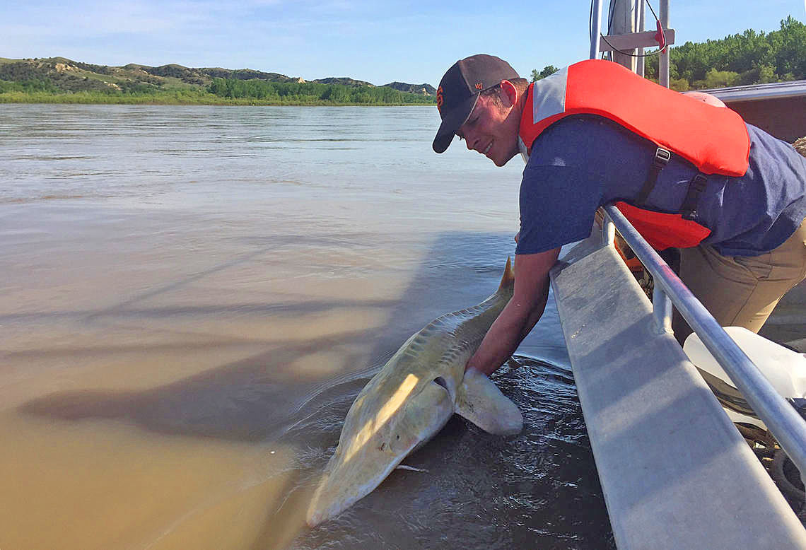 Scientists saving pallid sturgeon in Montana still face hurdles