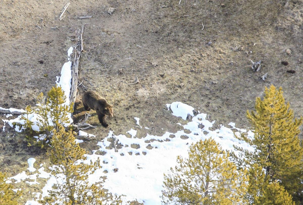 First grizzly