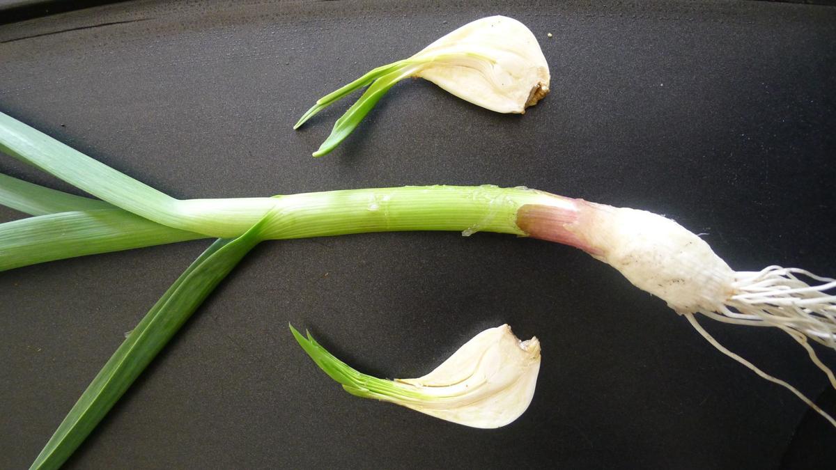 Don&#39;t throw out that sprouted garlic — use it as a vegetable instead | Food  &amp; Cooking | mtstandard.com