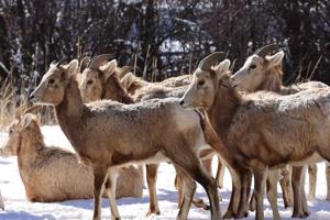 When sheep fly: Biologists test bighorns for pathogens
