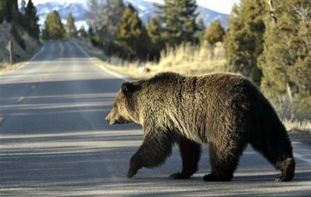 Padres shut out as Grizzlies emerge from hibernation