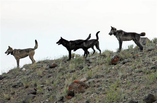 Wolf pack clearance collars