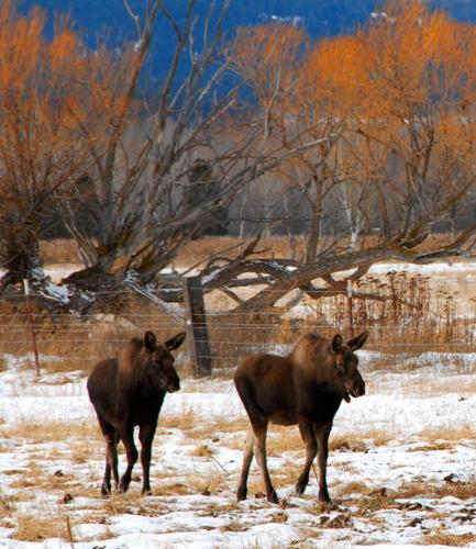 Bitterroot Valley moose population holding steady