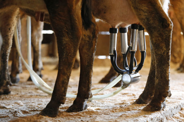 STANDARD raw milk