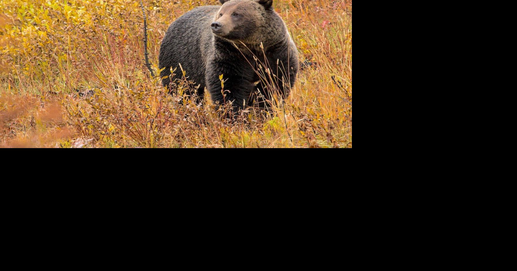 Bear managers work hard to keep grizzlies, humans safe in Greater Yellowstone Ecosystem