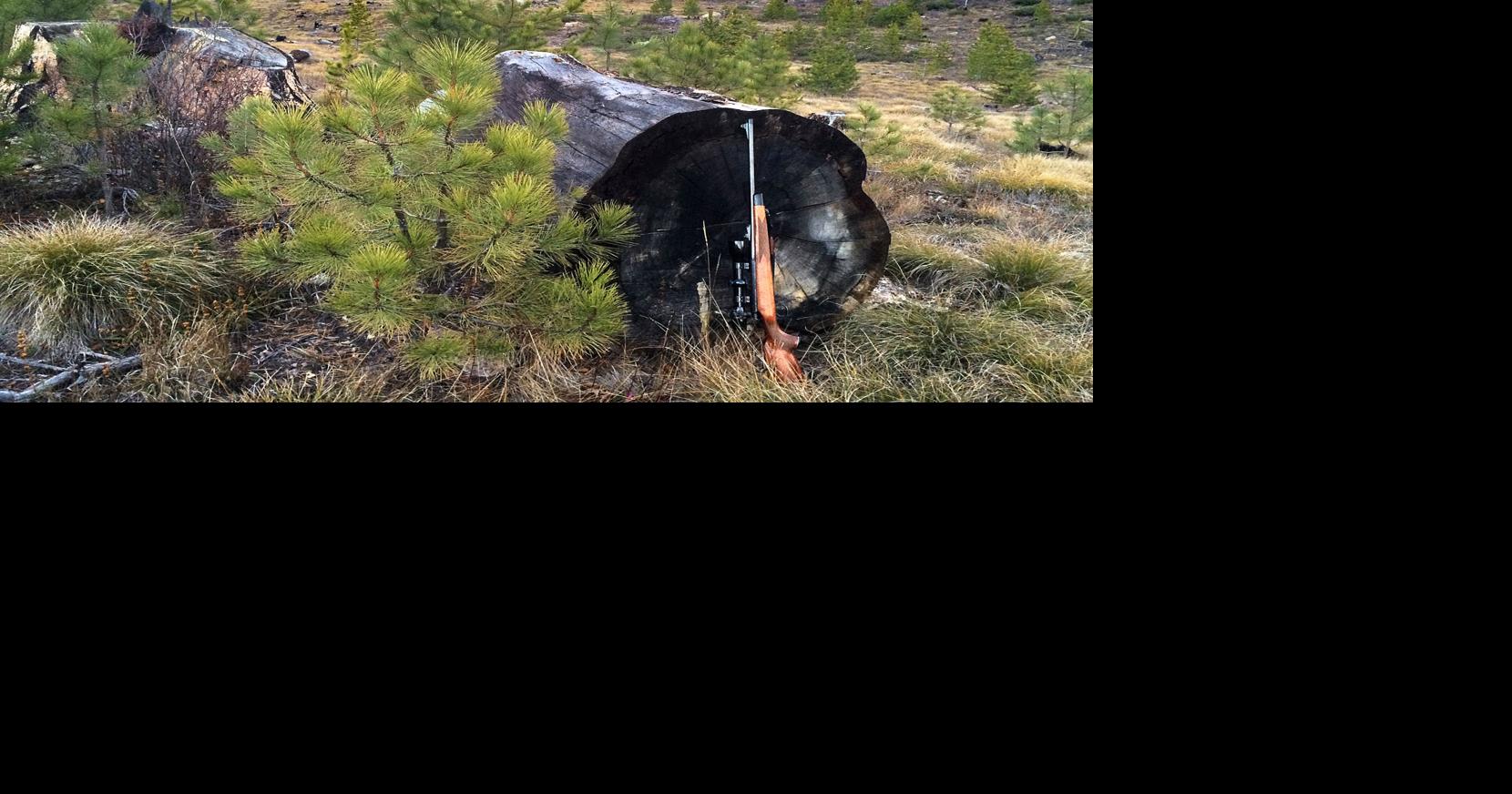 Where does wood come from? Nature and business shape Montana's forests