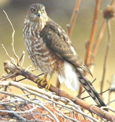 Montana Birding Sharp Shinned Hawk Is Bird Feeder Specialist