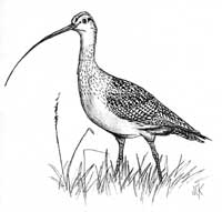 Long-billed Curlew is a member of the sandpiper family 
