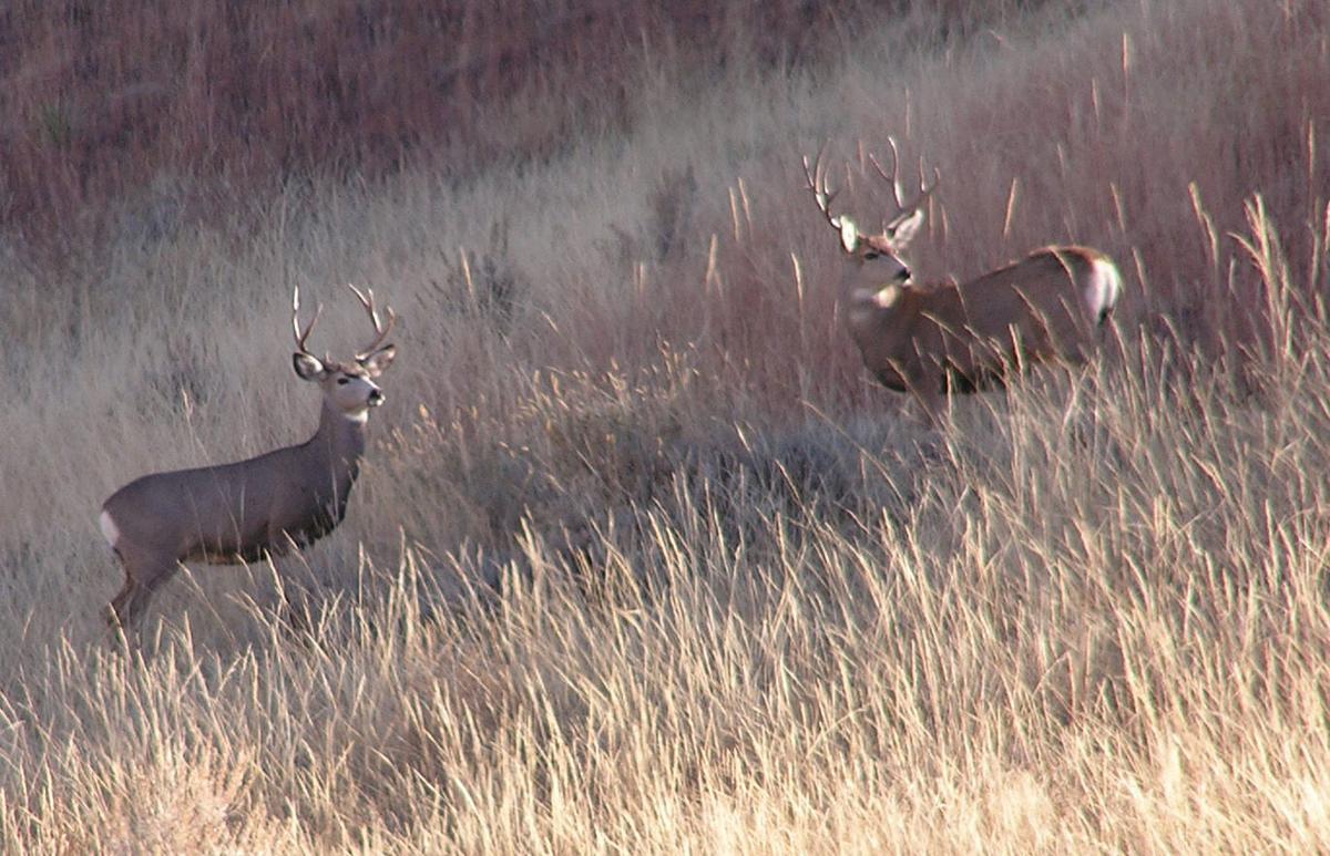 Fish, Wildlife and Parks seeks changes in mule-deer ... - 1200 x 773 jpeg 149kB