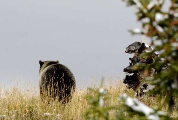 Grizzly Bear And 3 Cubs Killed By CP Rail Train In Elk Valley, BC