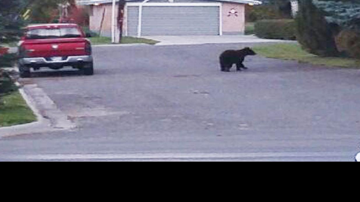 Bear Sighting Puts Hillcrest Elementary On Lockdown For Nearly 90 Minutes Thursday Morning Natural Resources Mtstandard Com