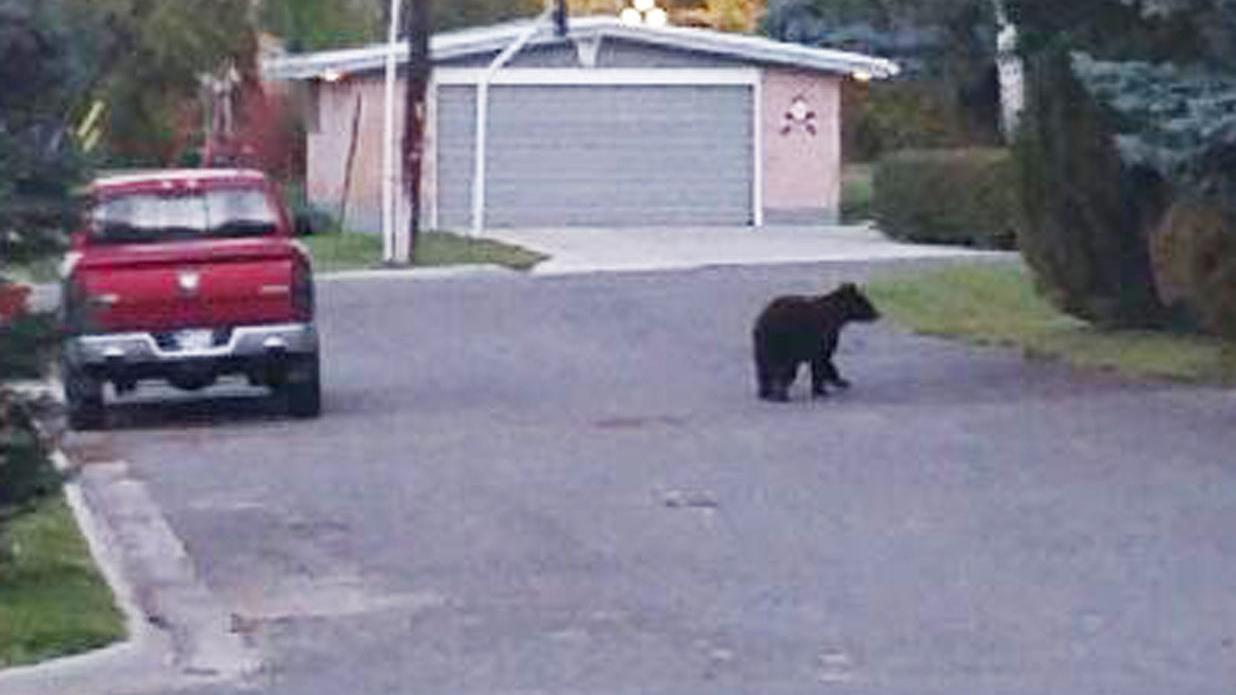 Bear Sighting Puts Hillcrest Elementary On Lockdown For Nearly 90 Minutes Thursday Morning Natural Resources Mtstandard Com