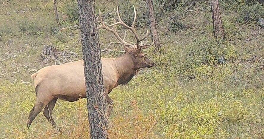 Bull elk walks 200 miles to South Dakota, one of many findings from FWP study