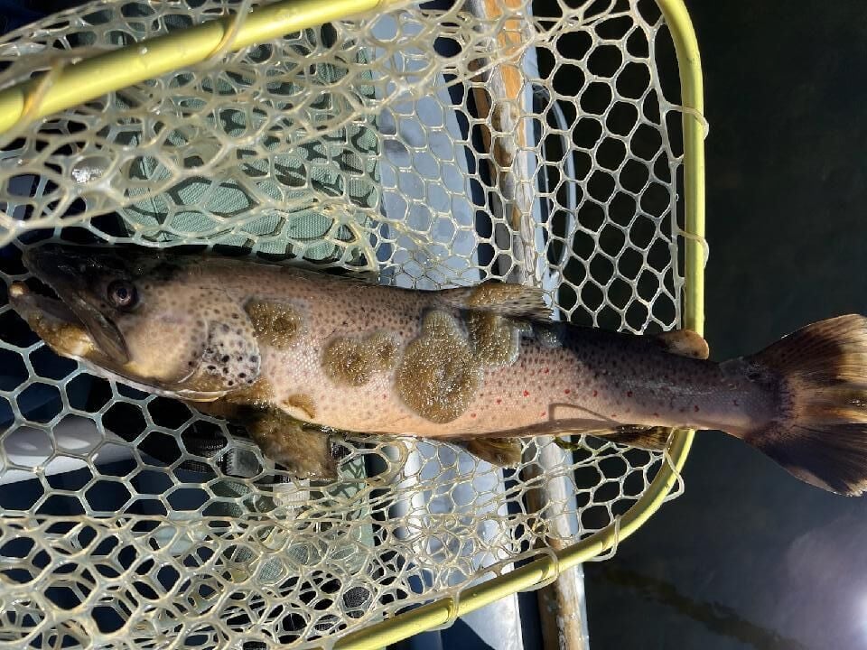 Trout numbers at historic lows in Big Hole River