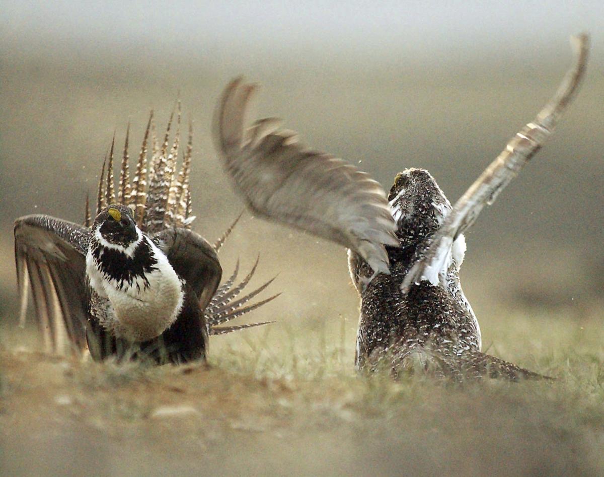 Hunter harvested upland game bird wings sought in SW Montana Montana